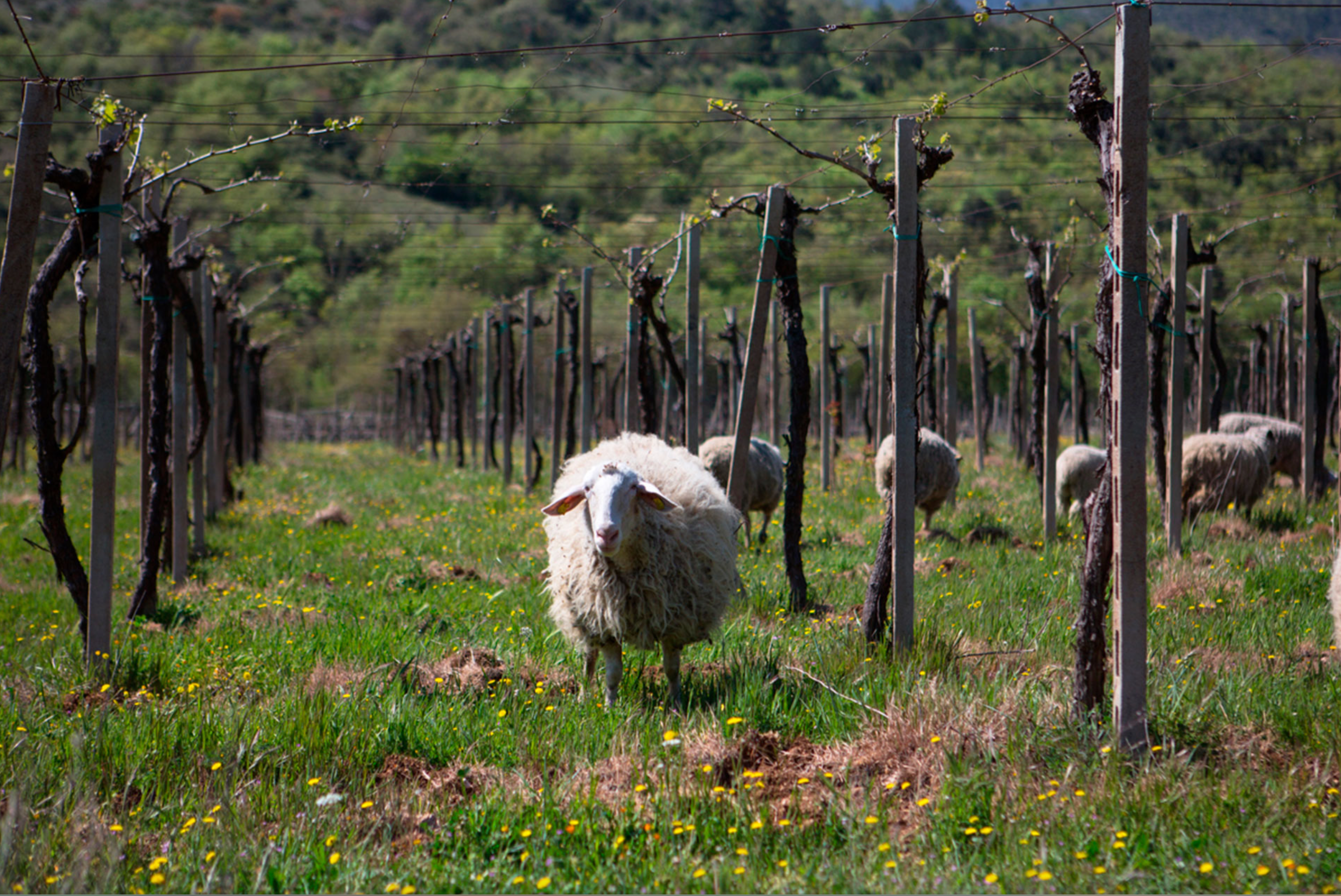 Abruzzen – Italiens wilde Seele im Glas